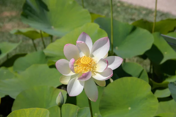 Lotus Flower Beautyful Blossom — Photo
