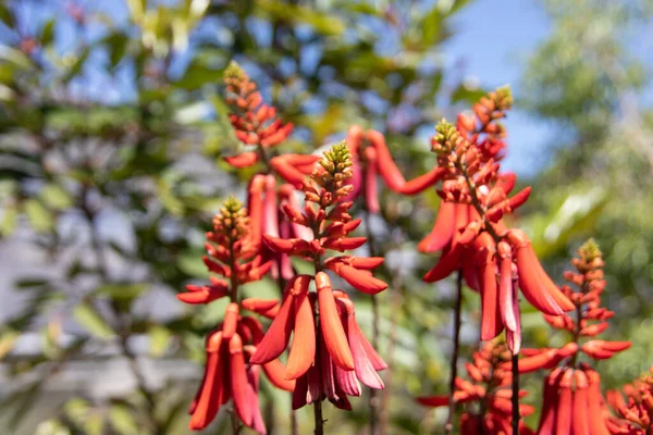 Fleurs Colorées Dans Lit Fleurs — Photo