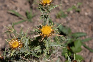 Çayırlarda gümüş devedikeni açar.