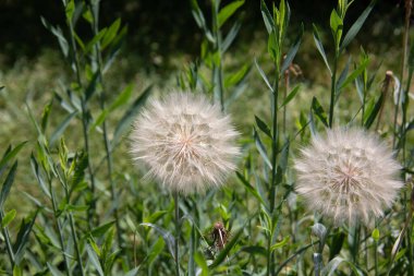 hindiba tohumu uçan ile