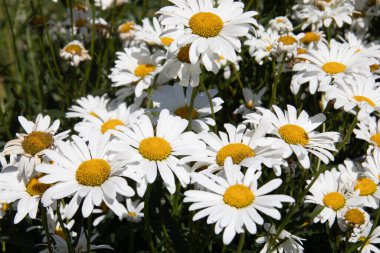 Beyaz papatyalar bir tarlada duruyor