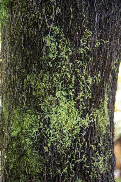 Зеленый Мох Растет Коре Дерева — стоковое фото