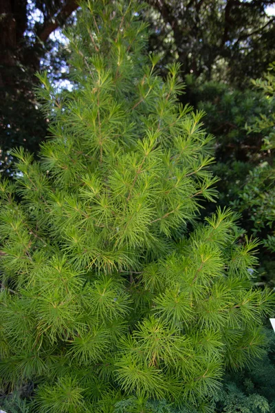 Bushy Coniferous Tree Long Needles Grows Forest — Photo