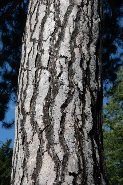 Большой Ствол Дерева Серебряной Корой — стоковое фото