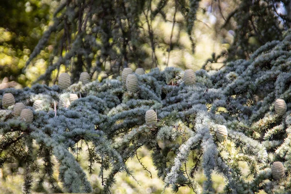 Buschiger Nadelbaum Mit Langen Nadeln Wächst Wald — Stockfoto