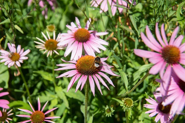 Červený Koneflower Jako Léčivá Rostlina Terénu — Stock fotografie