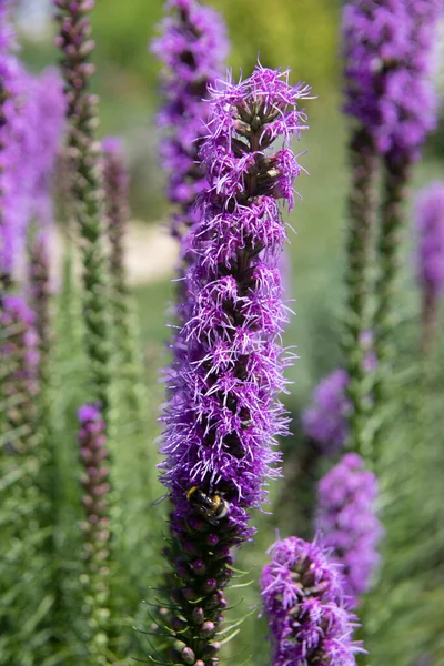 Fleurs Colorées Dans Lit Fleurs — Photo