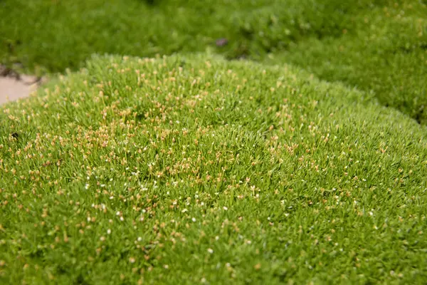 Rilievo Verde Del Muschio Nel Giardino — Foto Stock