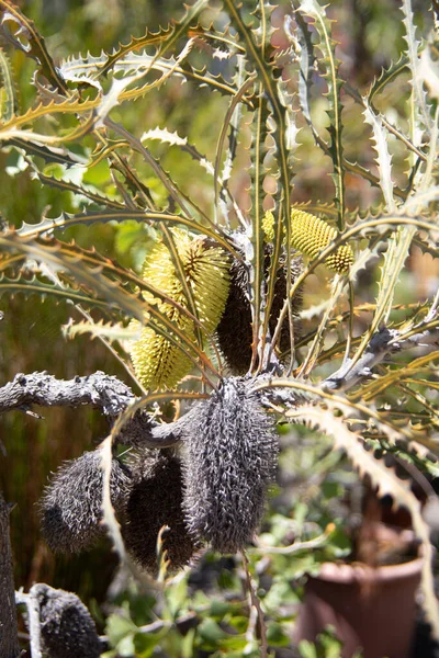 Exotic Flowers Seed Capsuls — Stock Photo, Image