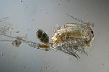 Kopepod yengeci suda yüzer.