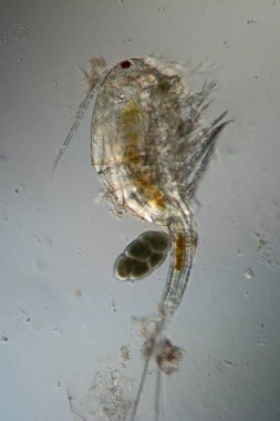 Kopepod yengeci suda yüzer.