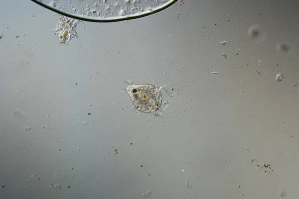 Личинка Краба Copepod Плаває Крізь Воду — стокове фото