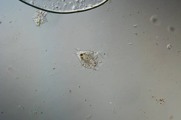 Copepod Crab Larva Swims Water — 스톡 사진
