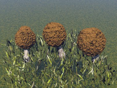 morels mushrooms in the meadow