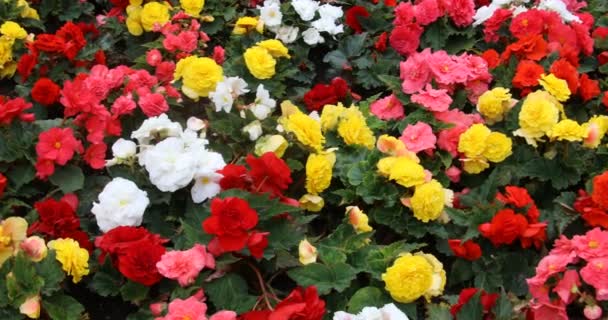 植物園のカラフルな花は — ストック動画