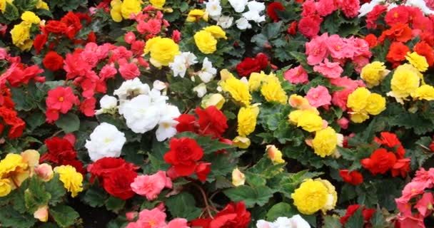 Flores Colores Jardín Botánico — Vídeo de stock