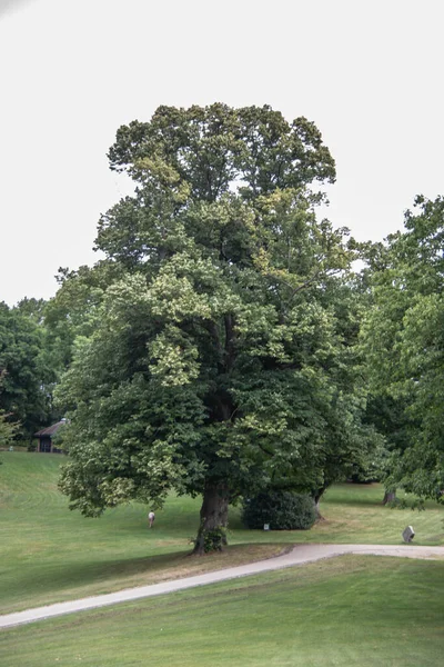 Grands Arbres Dans Parc Municipal Wuppertal — Photo