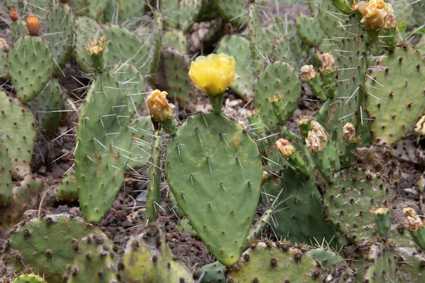 Phyllocactus Verde Com Picos Deserto — Fotografia de Stock