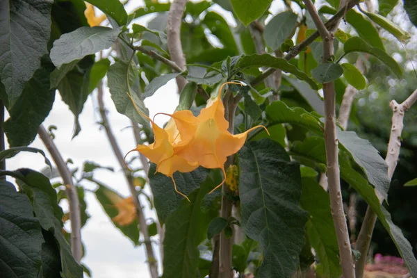 Yellow Flowers Poisonous Trumpet Tree — Stock Photo, Image