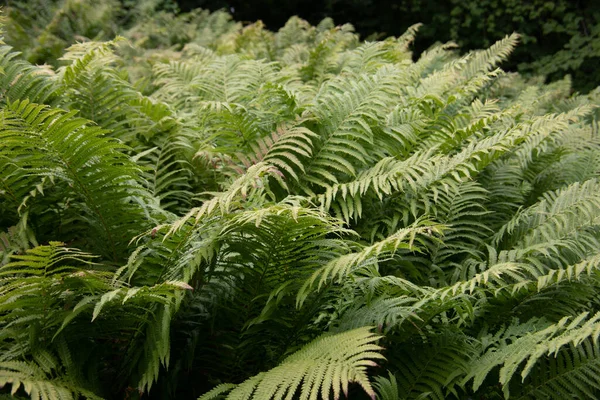 Dense Bracken Ferns Cover Forest Floor — Foto de Stock