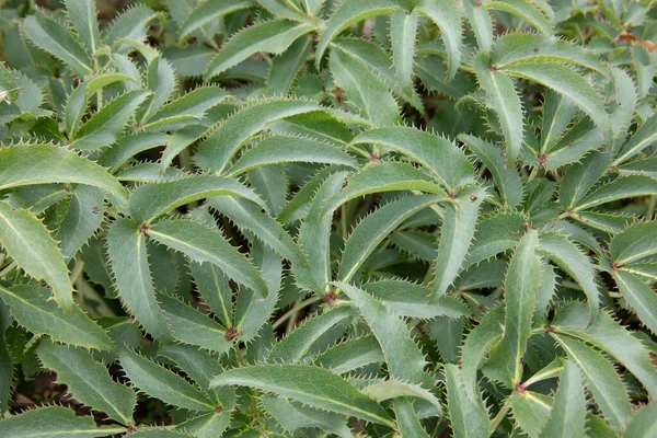 Hellebore Kruiden Met Bladeren Het Bos — Stockfoto