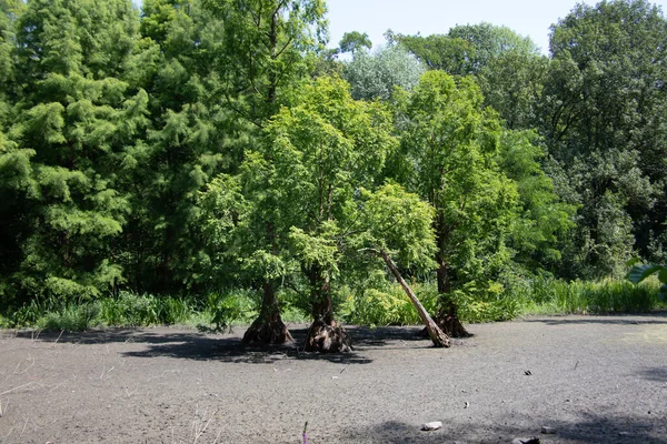 Swamp Big Mangrove Trees — Fotografia de Stock