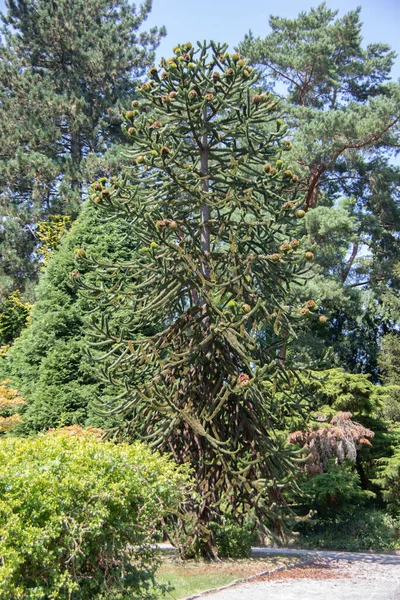 Grand Sapin Ornement Dans Parc — Photo