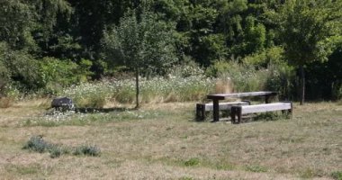 green park with benches to relax