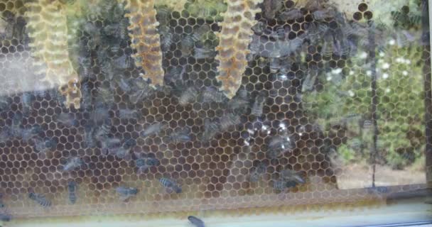Bees Buzz Building Honeycombs Feeding Brood — Stock Video