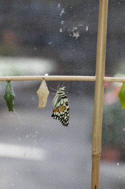 colorful exotic butterfly on flowers
