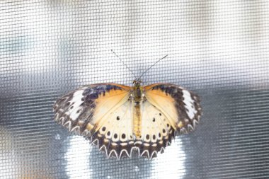 colorful exotic butterfly on flowers