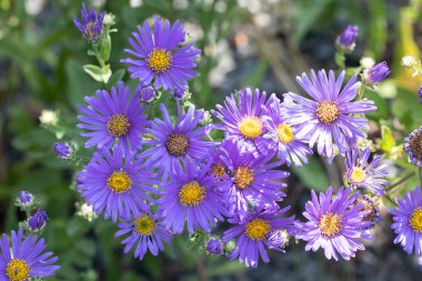 colrful Flowers in summer meadow