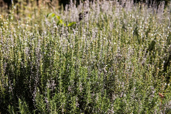 Lavender Bushes Garden — Zdjęcie stockowe
