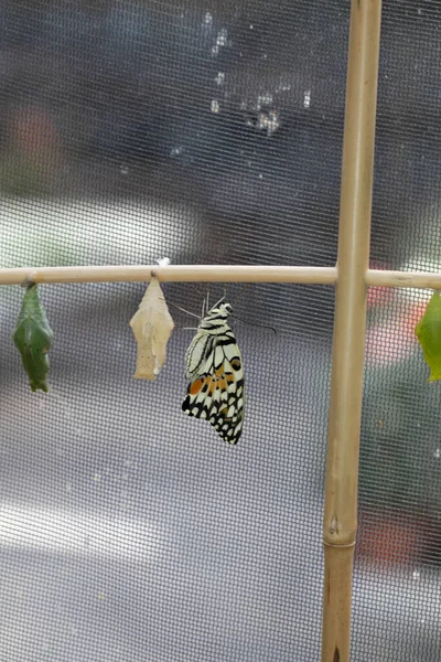 Colorful Exotic Butterfly Flowers — Stok Foto