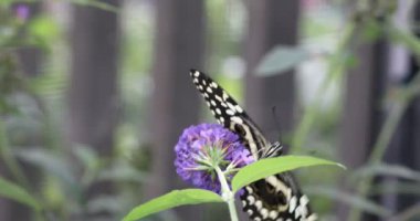 beautiful tropical butterfly in summer meaow