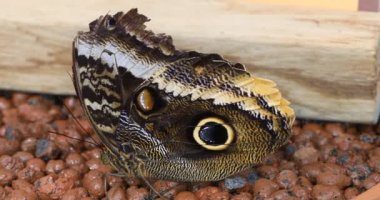 beautiful tropical butterfly in summer meaow