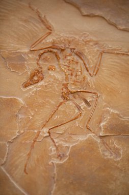 Limestone with a fossilized imprint of the primeval bird Archeopterix