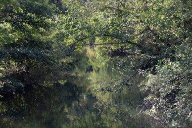River course overgrown with trees and bushes