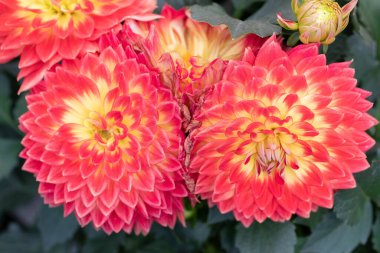 colrful Flowers in summer meadow