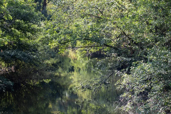 River Course Overgrown Trees Bushes — Fotografia de Stock