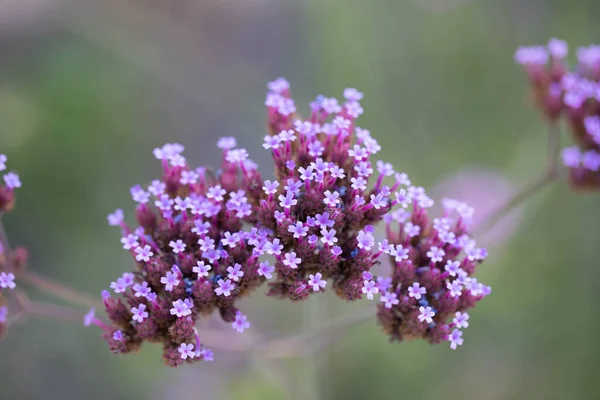 Colrful Flowers Summer Meadow — Stok fotoğraf