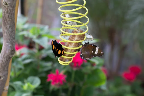 Colorful Exotic Butterfly Flowers — 图库照片