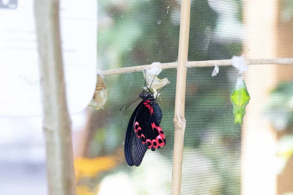 Colorful Exotic Butterfly Flowers — 图库照片