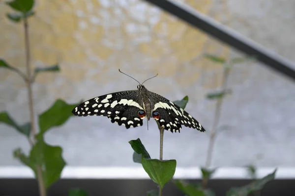 Colorful Exotic Butterfly Flowers —  Fotos de Stock