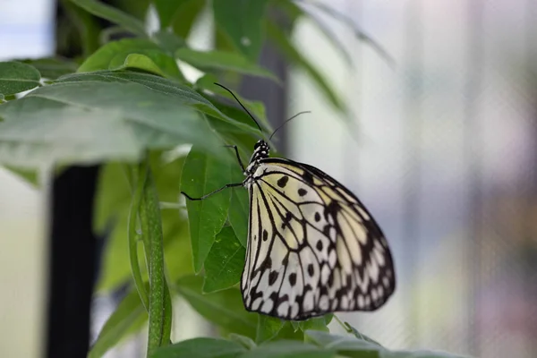 Colorful Exotic Butterfly Flowers — 图库照片