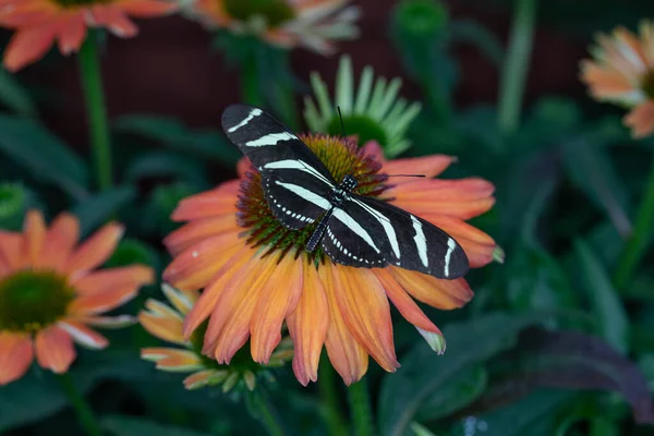 Colorful Exotic Butterfly Flowers — Photo