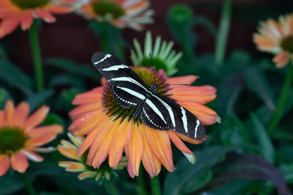 Красочная Экзотическая Бабочка Цветах — стоковое фото