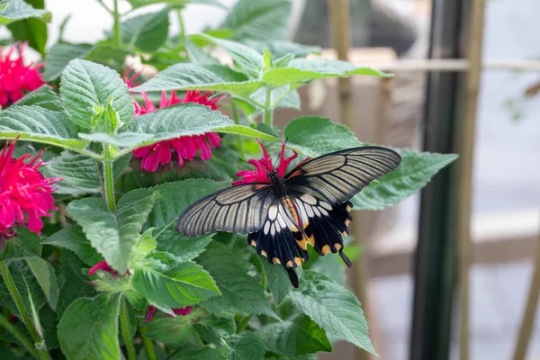 Colorful Exotic Butterfly Flowers — Photo