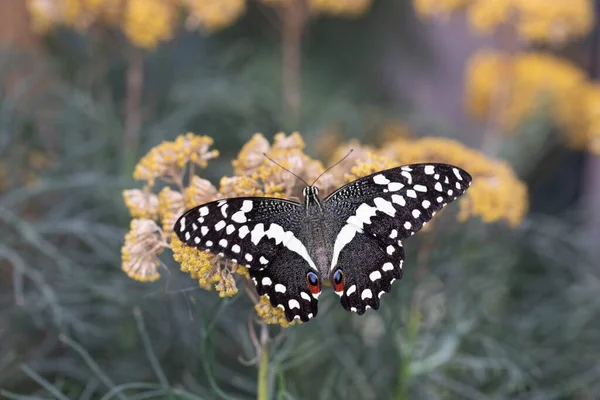 Colorful Exotic Butterfly Flowers — Photo