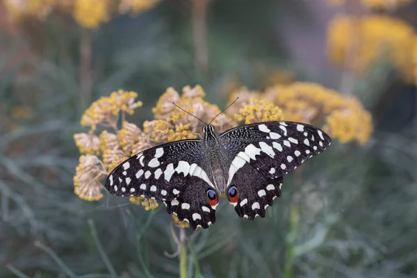 Colorful Exotic Butterfly Flowers — Photo